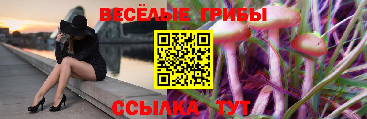 Псилоцибиновые грибы Psilocybe Кемерово